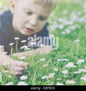 Boy lying in grass picking daisies Banque D'Images