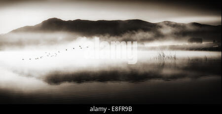 Flock of birds flying over lake Banque D'Images