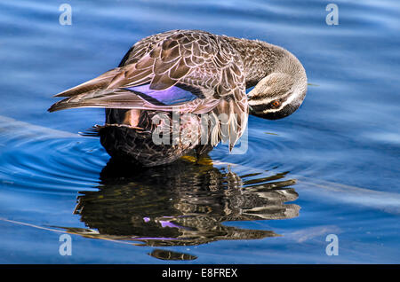 Canard colvert dans river Banque D'Images