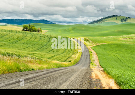 Route à travers les champs de blé dans un paysage rural, Palouse, Washington, Etats-Unis Banque D'Images