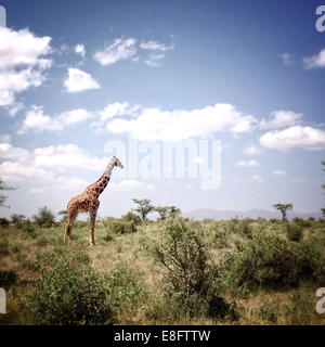 Portrait d'une girafe, parc national de Samburu, Kenya Banque D'Images