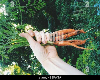 Woman's hand holding freshly dug carottes Banque D'Images