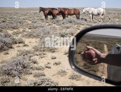 USA, Wyoming, chevaux et reflet de la main avec Apple dans le rétroviseur Banque D'Images