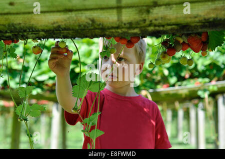 Boy picking strawberries Banque D'Images