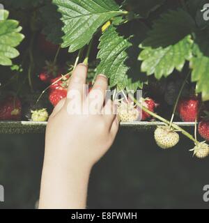 Boy picking strawberries Banque D'Images