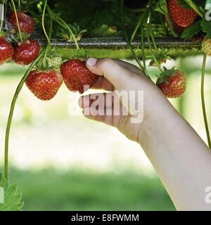 Boy picking strawberries Banque D'Images