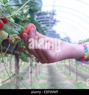 La cueillette des fraises de fille Banque D'Images