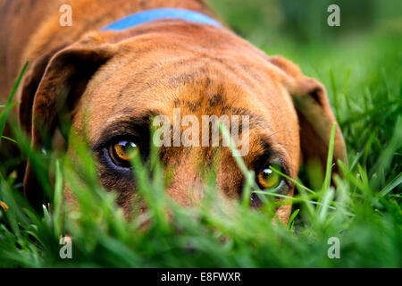 Dog lying in grass Banque D'Images