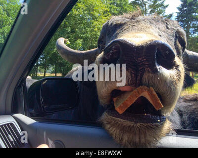 Bison américain mettant sa tête à l'intérieur voiture Banque D'Images