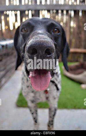 L'ARGENTINE, Buenos Aires, Close-up view of dog Banque D'Images