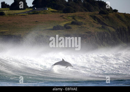 Bondissant hors de Dolphin ocean Banque D'Images