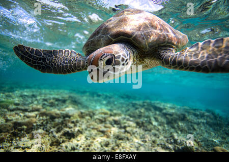 Turtle swimming underwater, Lady Elliot Island, Grande Barrière de Corail, Queensland, Australie Banque D'Images