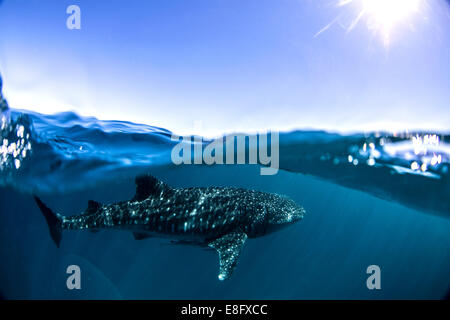 Requins baleines nageant dans l'océan Banque D'Images