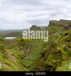 Arbre généalogique Quiraing, Trotternish Ridge, Île de Skye, Écosse Banque D'Images
