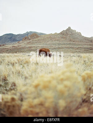 USA, Utah, dans l'herbe de pâturage buffalo Solitaire Banque D'Images