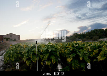 La croissance des plants de tabac dans la fertile région de Vera, Caceres, Extremadura Banque D'Images