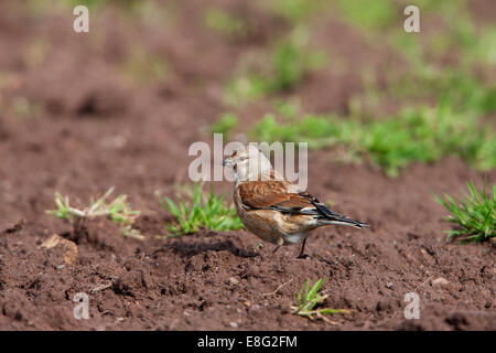 Common Linnet Carduelis cannabina mâle adulte en plumage nuptial se nourrissant sur le terrain Banque D'Images