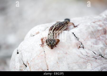 Leopard Gecko Lizard sur les roches Banque D'Images