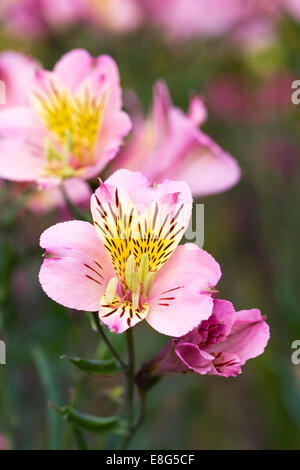 L'Alstroemeria dans une frontière. Banque D'Images