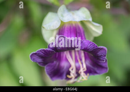 Cobaea scandens tasse-et-soucoupe vine cathédrale cloches cloches du monastère de lierre mexicain flower close up Banque D'Images