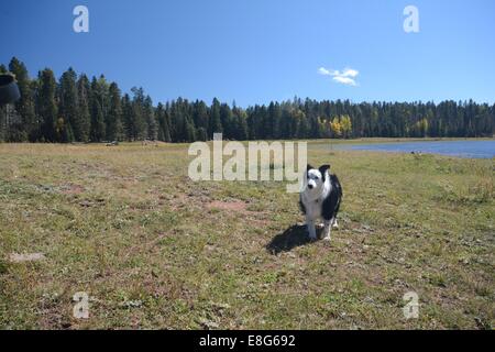 Border Collie et randonnée pédestre à Gregorio Lake dans le Nord du Nouveau Mexique. Banque D'Images