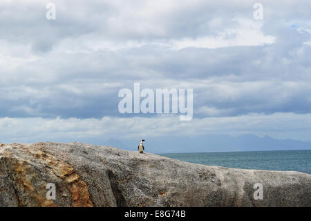 Afrique du Sud : Penguin sur un rocher à Boulders Beach, plage abritée par les rochers de granit qui abrite une colonie de pingouins africains depuis 1982 Banque D'Images