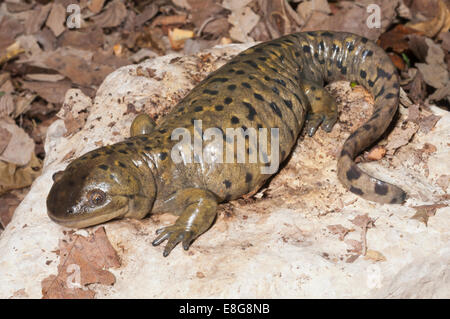 Salamandre tigrée grise, Ambystoma mavortium diaboli ; originaire de l'USA, Canada et Mexique Banque D'Images