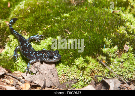 Salamandre à points bleus Banque D'Images