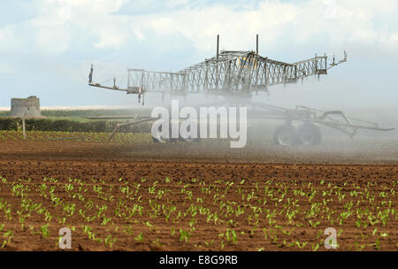 Les laitues d'arrosage irrigation Briggs Banque D'Images