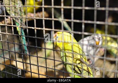 Perruches et perroquets dans une cage dans un marché indien Banque D'Images