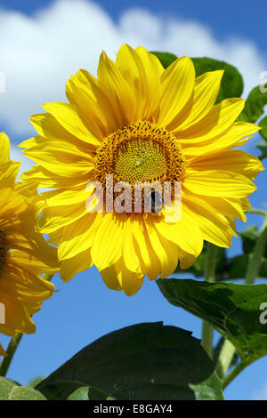 Les bourdons sur un tournesol jaune, ciel bleu Banque D'Images