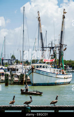 Fort ft. Myers Beach Florida,Matanzas Pass,bateaux,chalutier commercial de crevettes,bateau,pélicans,pélican,adultes homme hommes,pêche,visiteurs voyage tra Banque D'Images