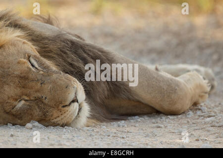 Un lion mâle photographié dans le Parc National transfrontalier de Kgalagadi en Afrique du Sud. Banque D'Images