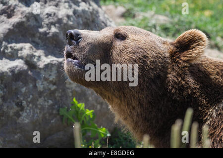 Close up d'un grizzli dans l'Est du Montana sous conditions ensoleillées Banque D'Images