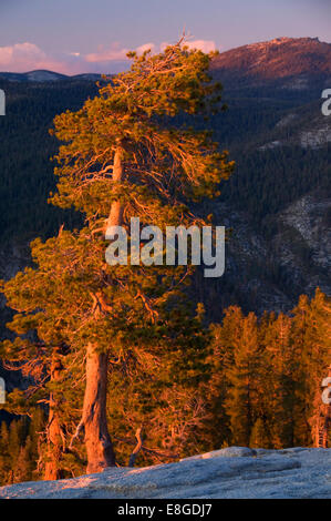 Jeffrey pin (Pinus jeffreyi) avec Sentinel Dome, Yosemite National Park, Californie Banque D'Images