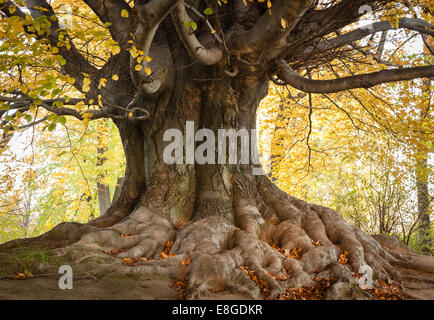 Platanus acerifolia platane ou Londres avec des racines et feuilles brun-jaune en automne park Banque D'Images