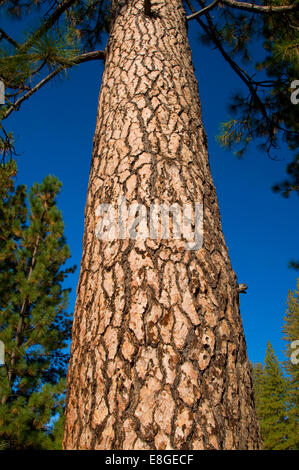 Le pin ponderosa, forêt nationale Stanislaus, Californie Banque D'Images