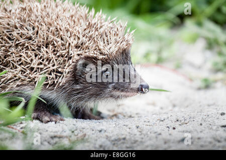 Jeune hérisson erinaceus europaeus marche dans le jardin à la recherche de la nourriture Banque D'Images