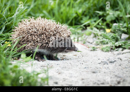 Jeune hérisson erinaceus europaeus marche dans le jardin à la recherche de la nourriture Banque D'Images