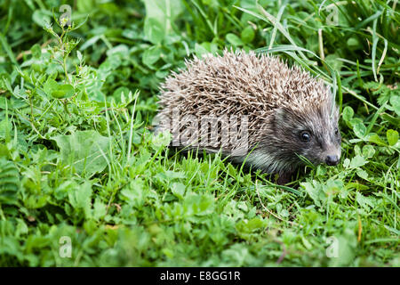 Jeune hérisson erinaceus europaeus marche dans le jardin à la recherche de la nourriture Banque D'Images