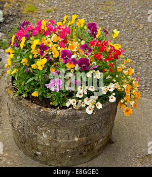 Béton ronde à remous débordant de plantes annuelles, nemesias, Pétunias, pensées, dans une gamme éblouissante de couleurs vives Banque D'Images