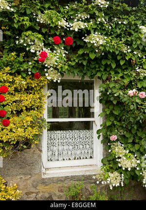 Fenêtre avec cadre blanc & lace curtain entouré de plantes grimpantes avec des roses rouges et roses, de fleurs blanches et feuillage vert dense couvrant les mur de pierre Banque D'Images