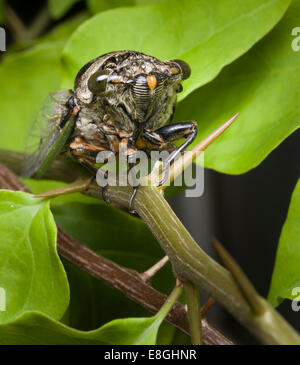 Cigale insecte sur tree close up / macro Banque D'Images