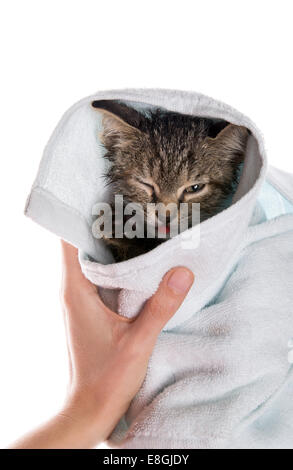 Petit Chaton sortant de la langue dans les mains de la jeune fille sur fond blanc Banque D'Images