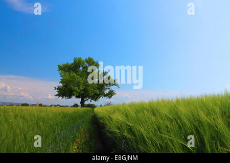 États-Unis, Idaho, comté de Bonneville, Idaho Falls, Tree in a field, Idaho Falls, Idaho, États-Unis Banque D'Images