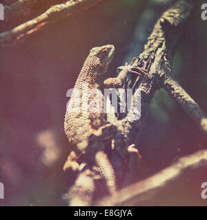 USA, Californie, Los Angeles, Malibu, Lizard on branch Banque D'Images