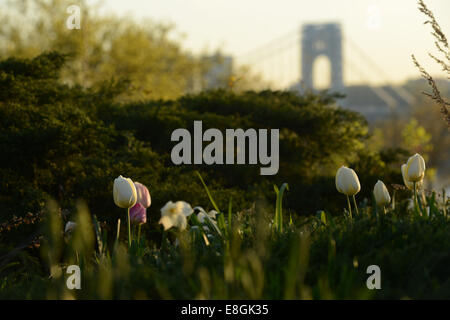 Gros plan de tulipes devant le pont George Washington, New York, États-Unis Banque D'Images