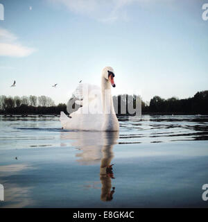 Portrait de la natation sur le lac des cygnes Banque D'Images