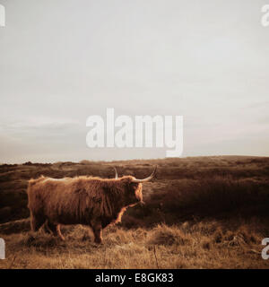 Highland cow standing dans un champ, Scheveningen, Pays-Bas Banque D'Images