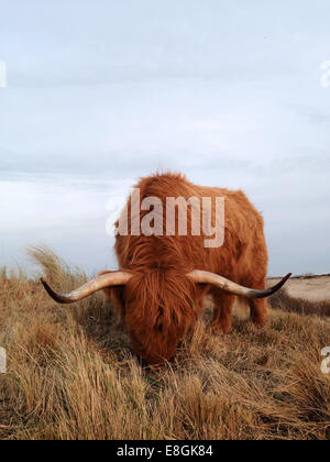 Highland cow grazing in field, Scheveningen, Pays-Bas Banque D'Images